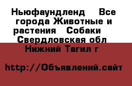 Ньюфаундленд  - Все города Животные и растения » Собаки   . Свердловская обл.,Нижний Тагил г.